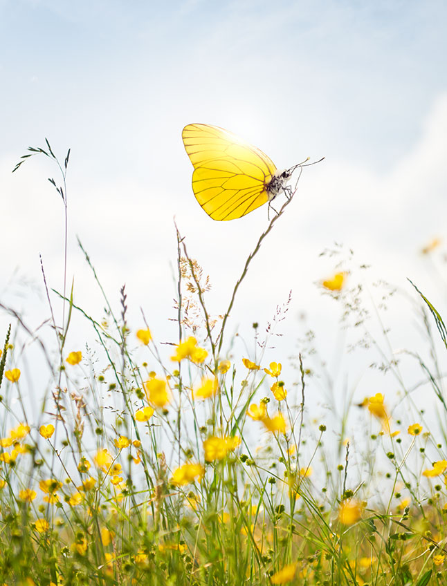 Biogas, die nachhaltige Möglichkeit